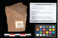 Foto (Objekt + Etikett) von Widdringtonia ungeri Endl. (NHMW-GEO-2024-0188-0133)